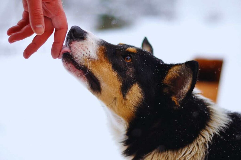 Se il cane ti lecca le mani, sta cercando di dirti questo: è un messaggio bellissimo 1 perchè i cani leccano le mani