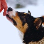 perchè i cani leccano le mani