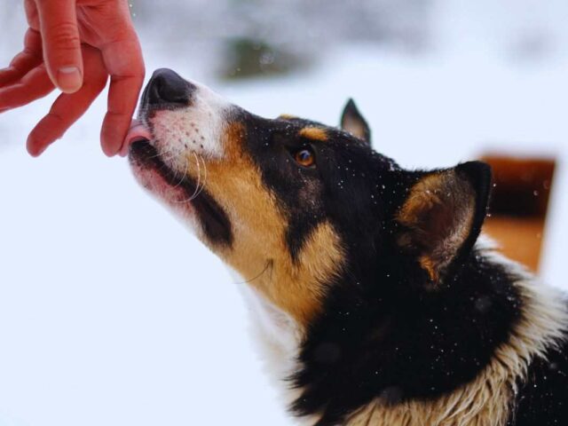 Se il cane ti lecca le mani, sta cercando di dirti questo: è un messaggio bellissimo perchè i cani leccano le mani