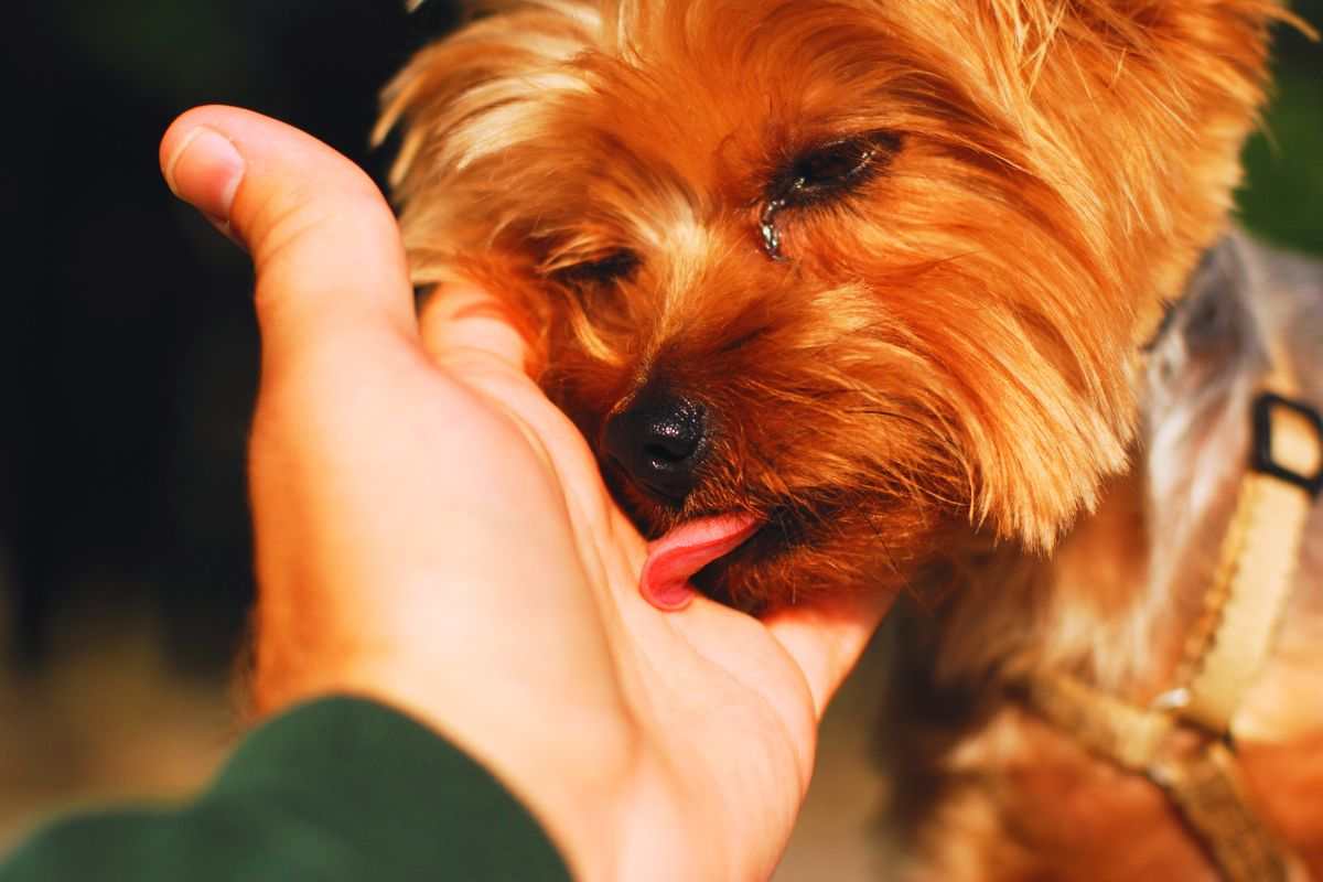 Se il cane ti lecca le mani, sta cercando di dirti questo: è un messaggio bellissimo 2 il motivo per cui i cani leccano le mani