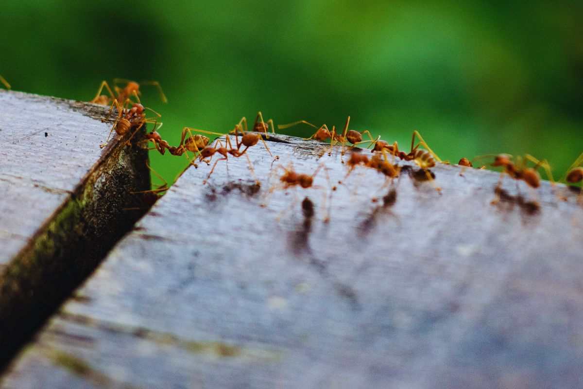 insetti e come tenerli lontani