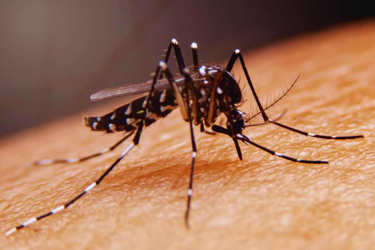 prosegue la diffusione del west nile