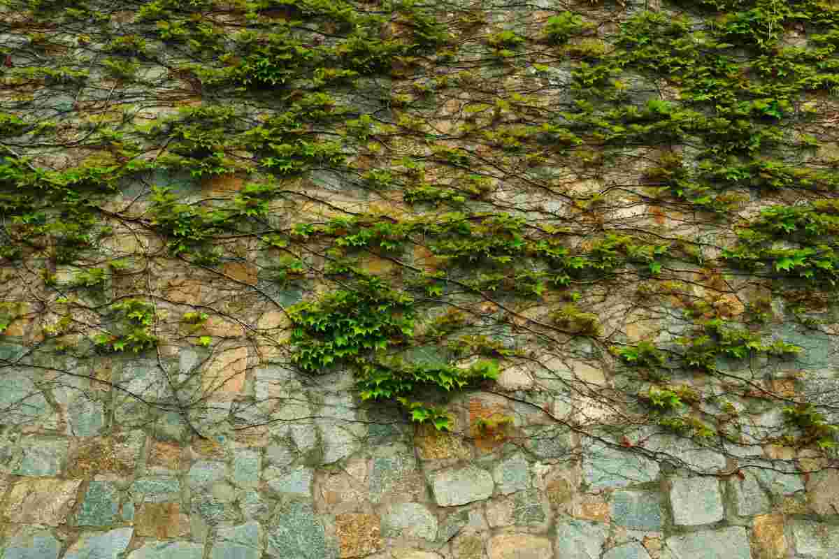 scopri la pianta che riscalda casa
